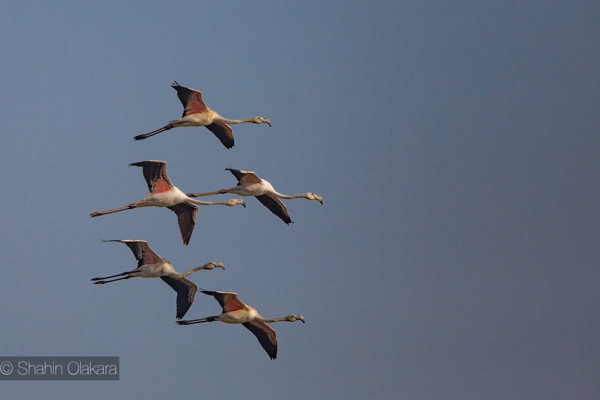 Greater Flamingo - ML21422171