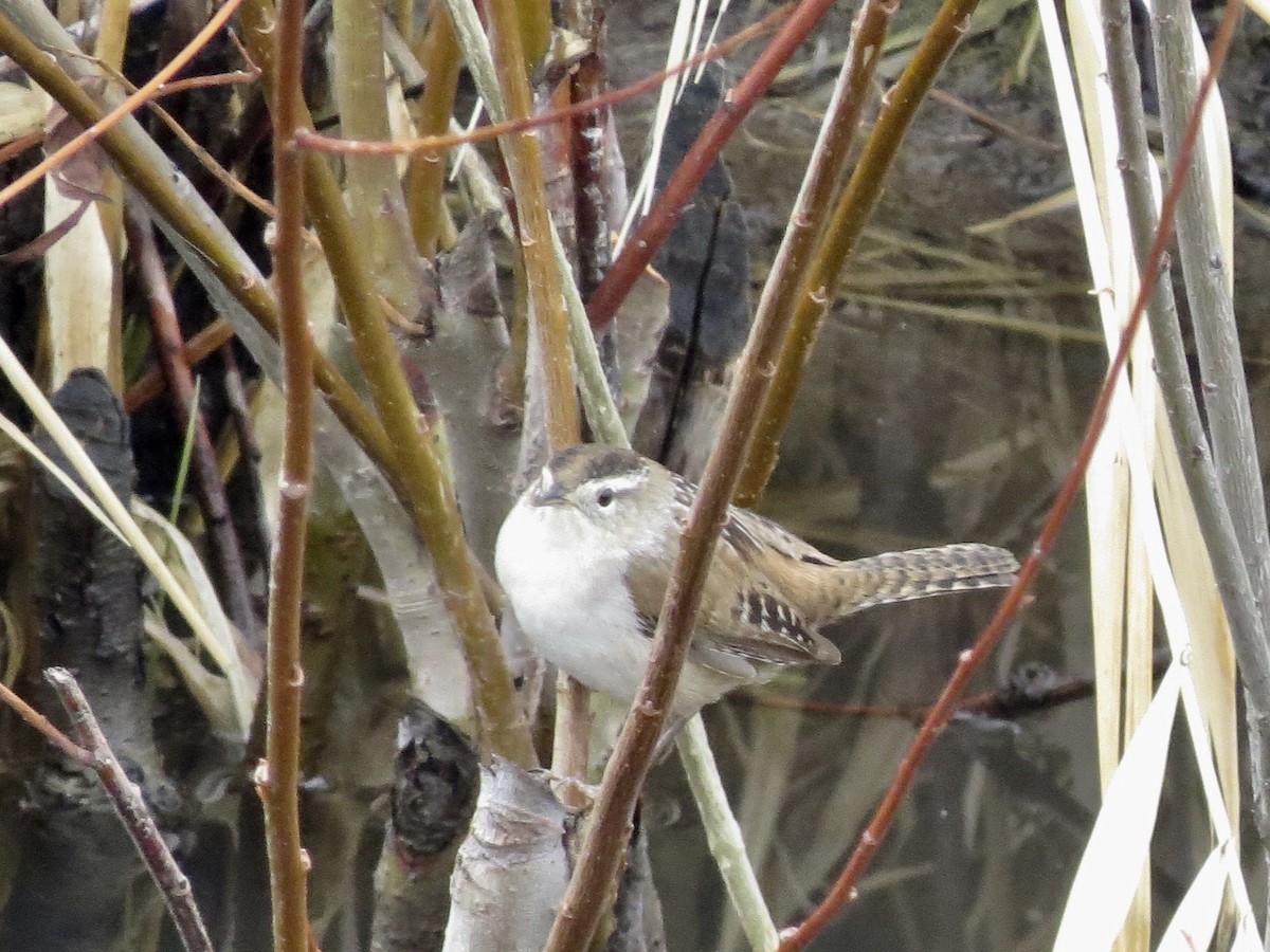 Marsh Wren - ML214221831