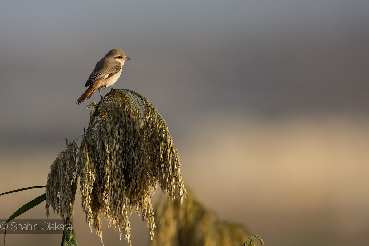 Isabelline Shrike - ML21422191