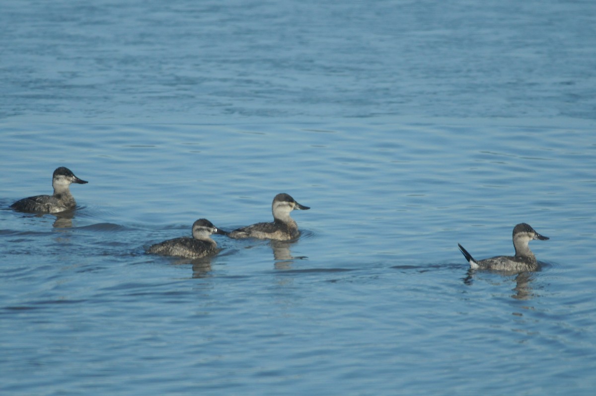 Ruddy Duck - ML21422211