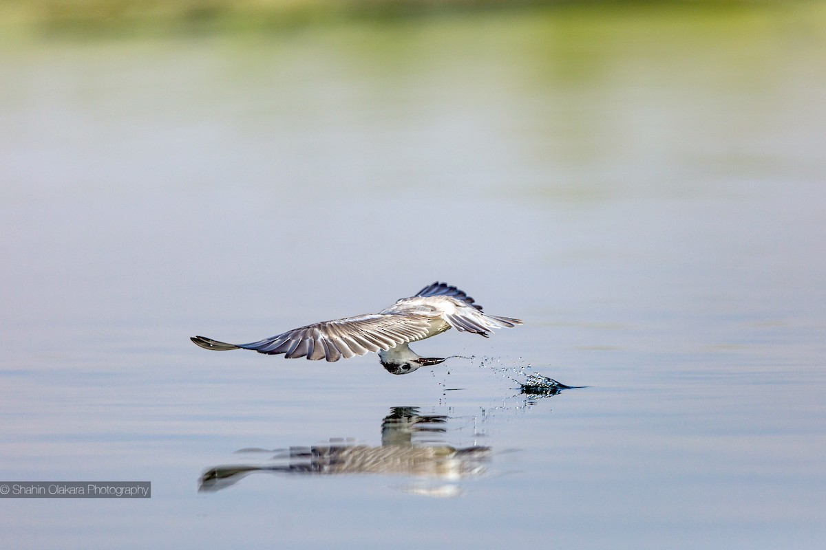 Whiskered Tern - ML21422241