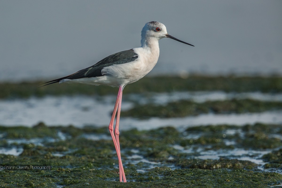 Black-winged Stilt - ML21422251