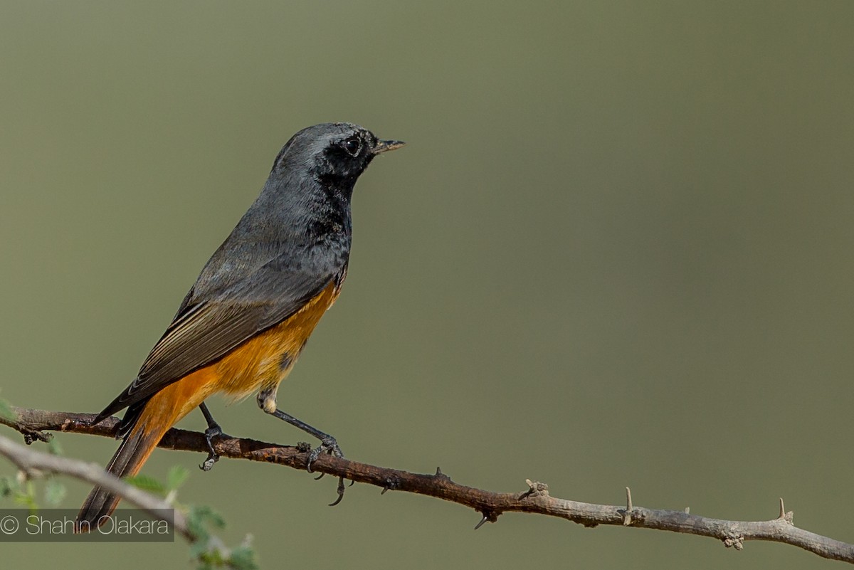 Black Redstart - shahin olakara