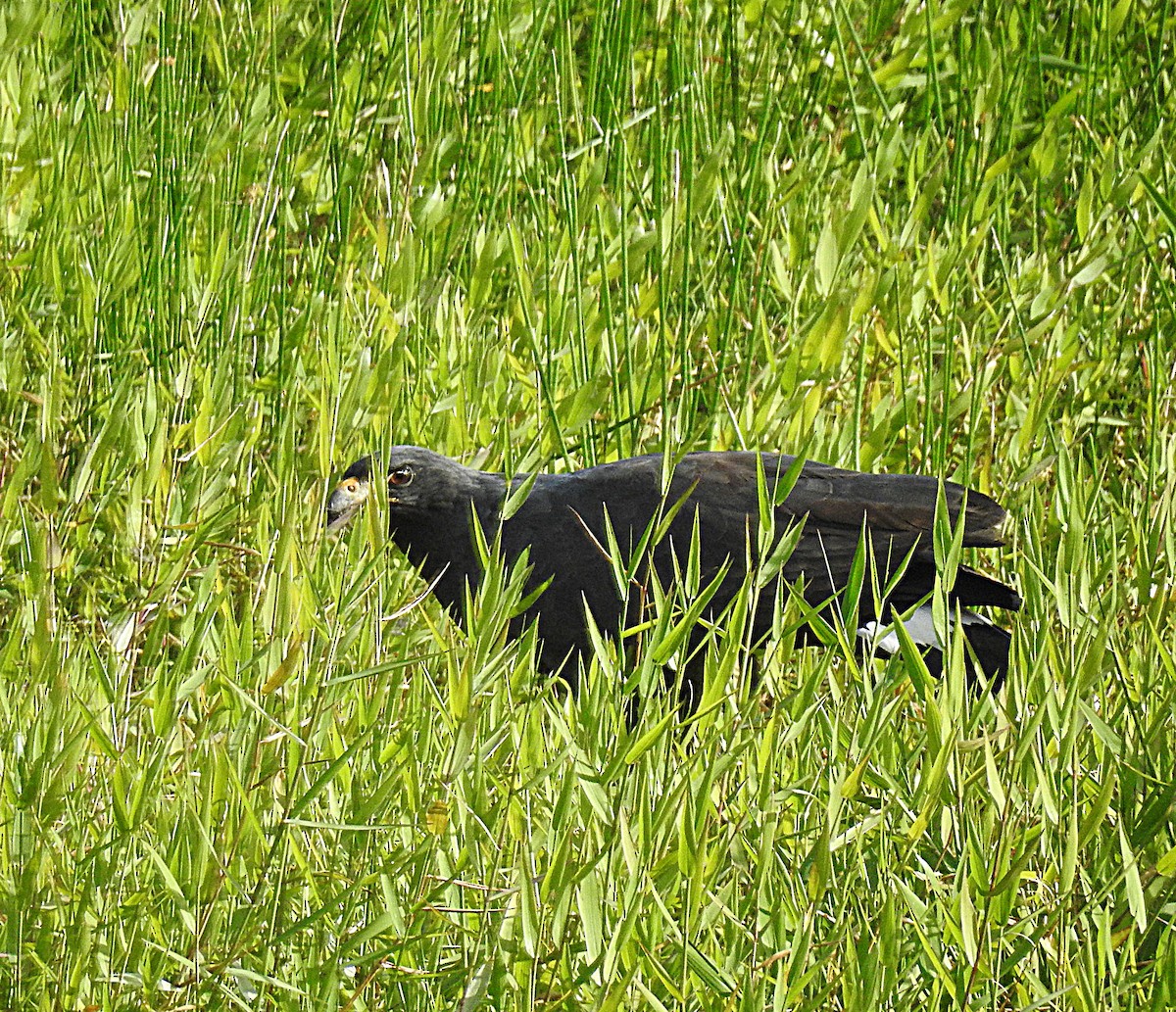 Great Black Hawk - ML214222731