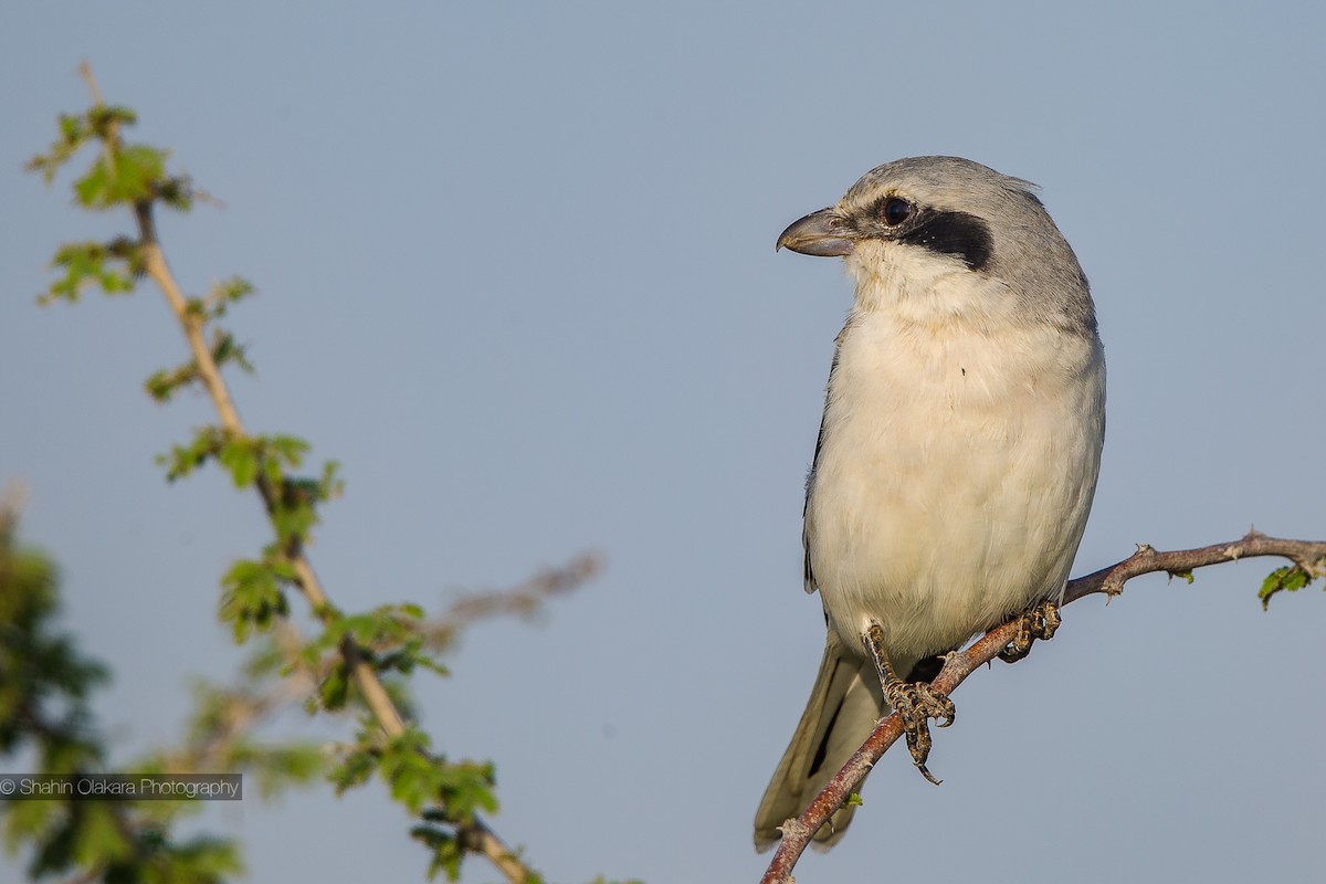 Great Gray Shrike (Arabian) - shahin olakara