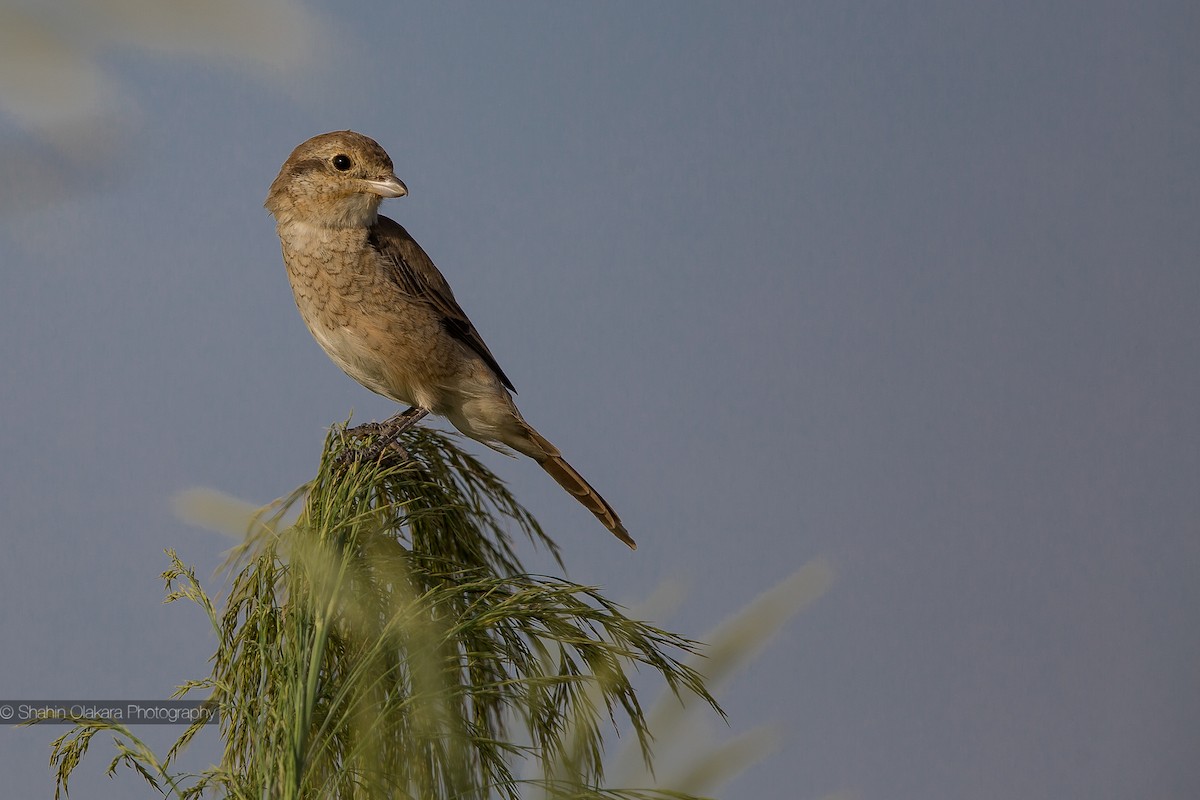 Isabelline Shrike - ML21422351