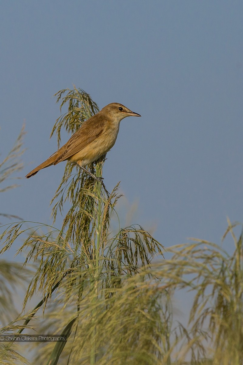 Common/Great Reed Warbler - shahin olakara