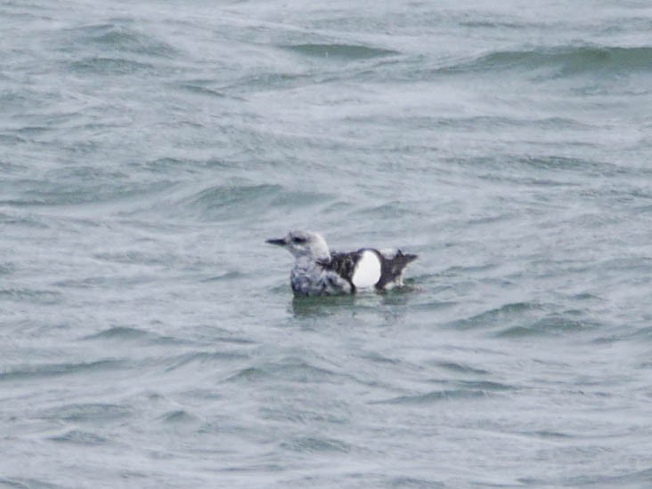 Black Guillemot - ML214224471