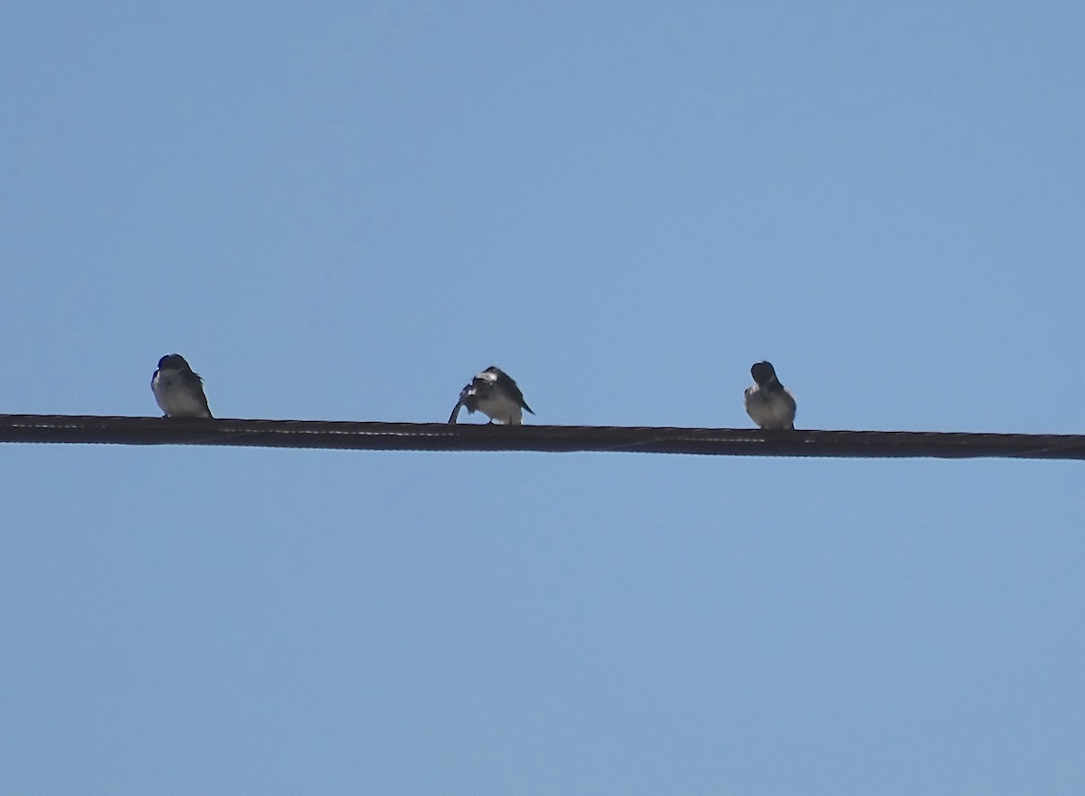 Golondrina Bicolor - ML214227961