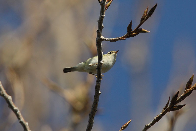 Yellow-browed Warbler - Tom Tams