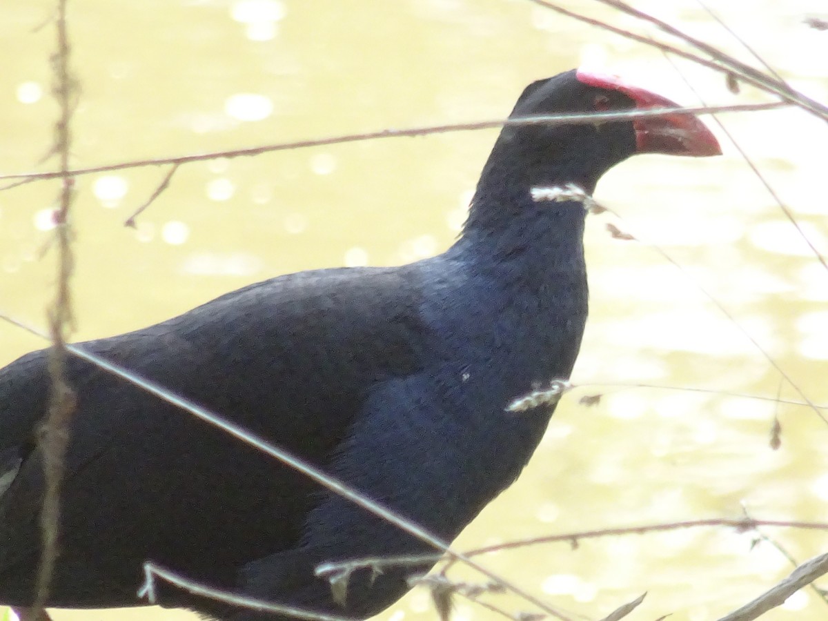 Australasian Swamphen - ML214228291