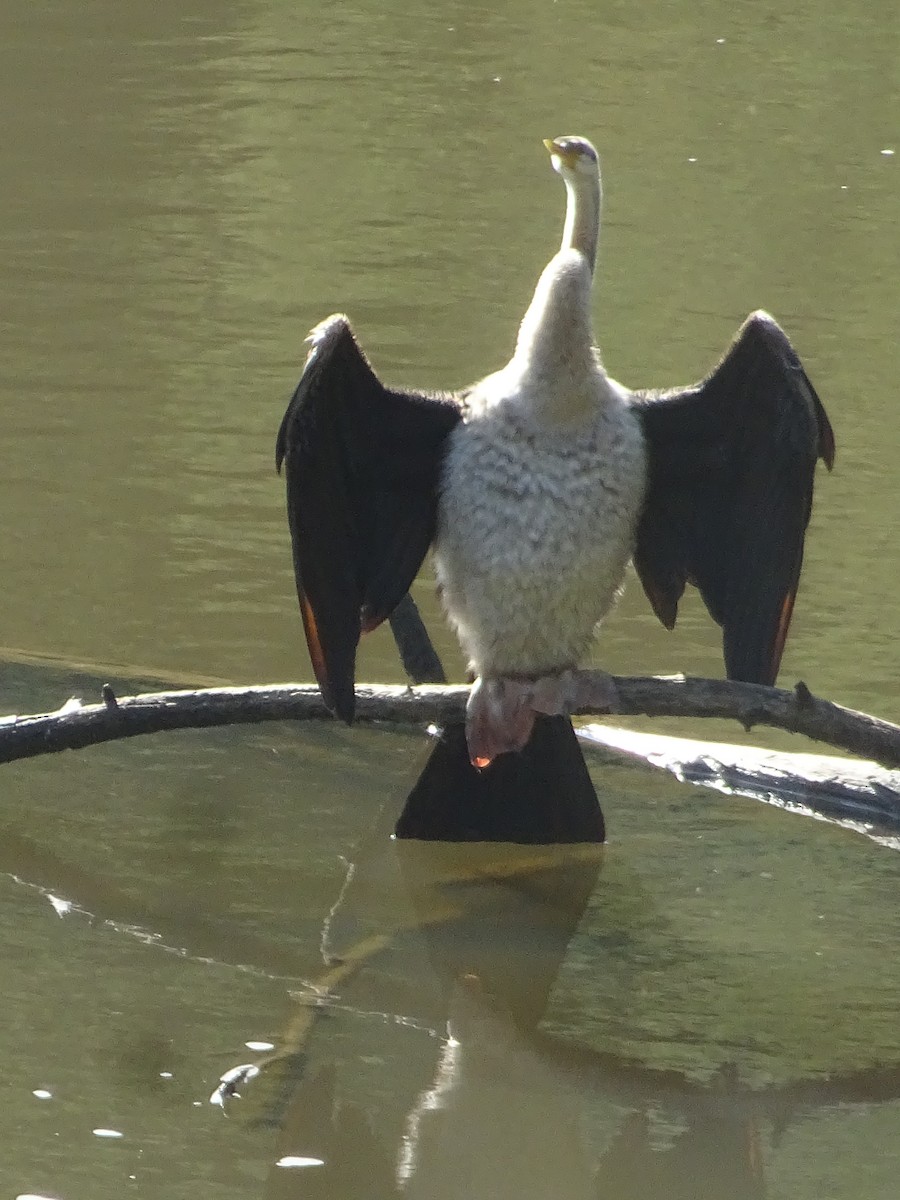 Australasian Darter - ML214228331