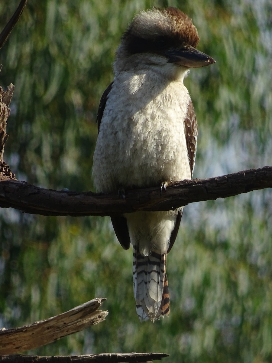 Laughing Kookaburra - ML214228371