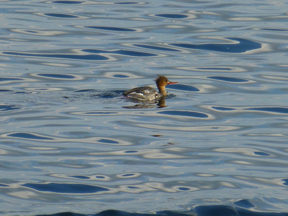 Red-breasted Merganser - ML214228661