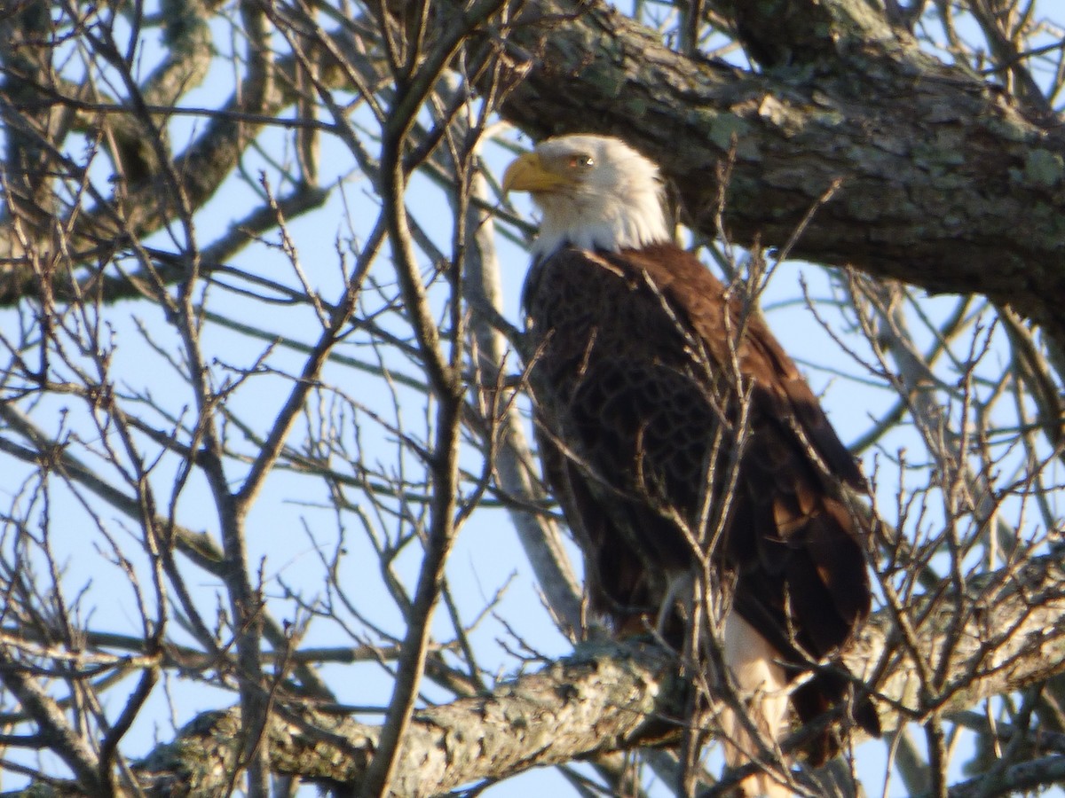 Weißkopf-Seeadler - ML214229271