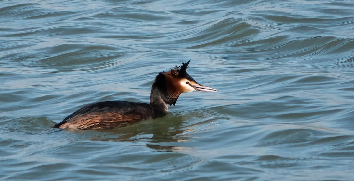 Great Crested Grebe - ML214230741