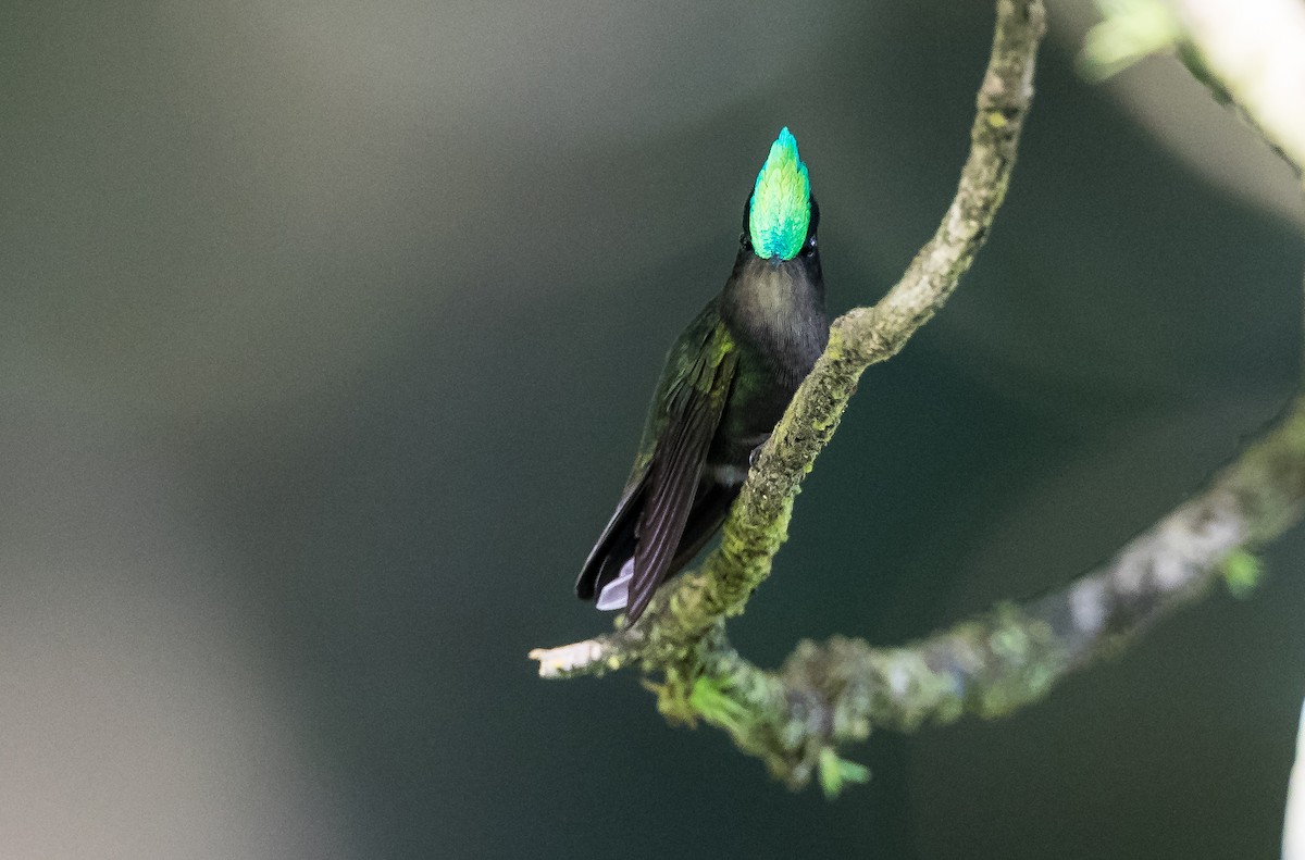 Antillean Crested Hummingbird (Lesser Antilles) - Blake Matheson