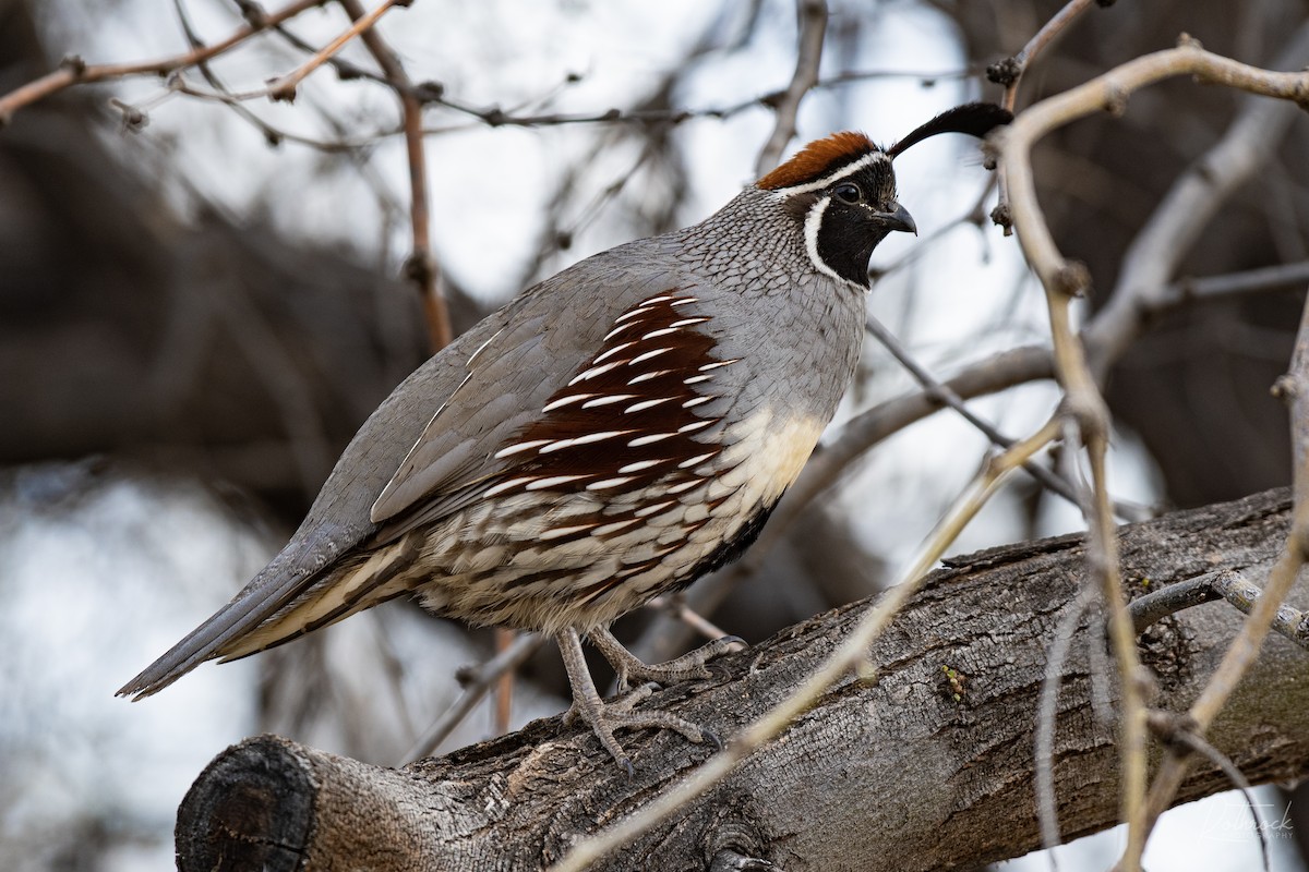 Gambel's Quail - ML214231771