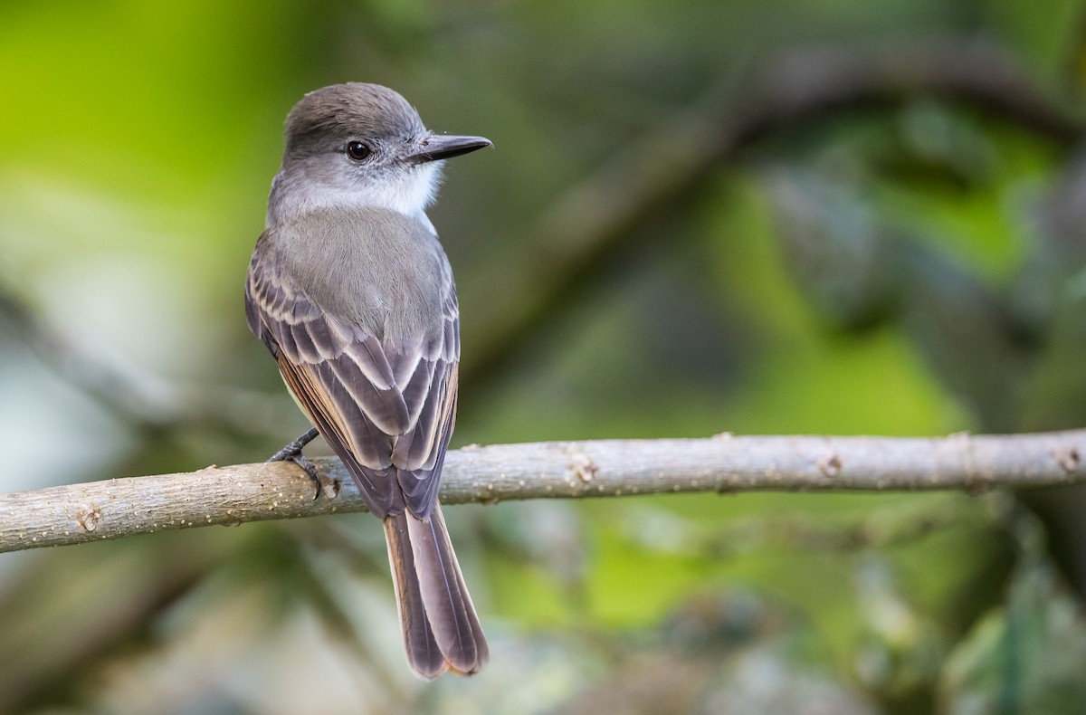 Lesser Antillean Flycatcher - Blake Matheson