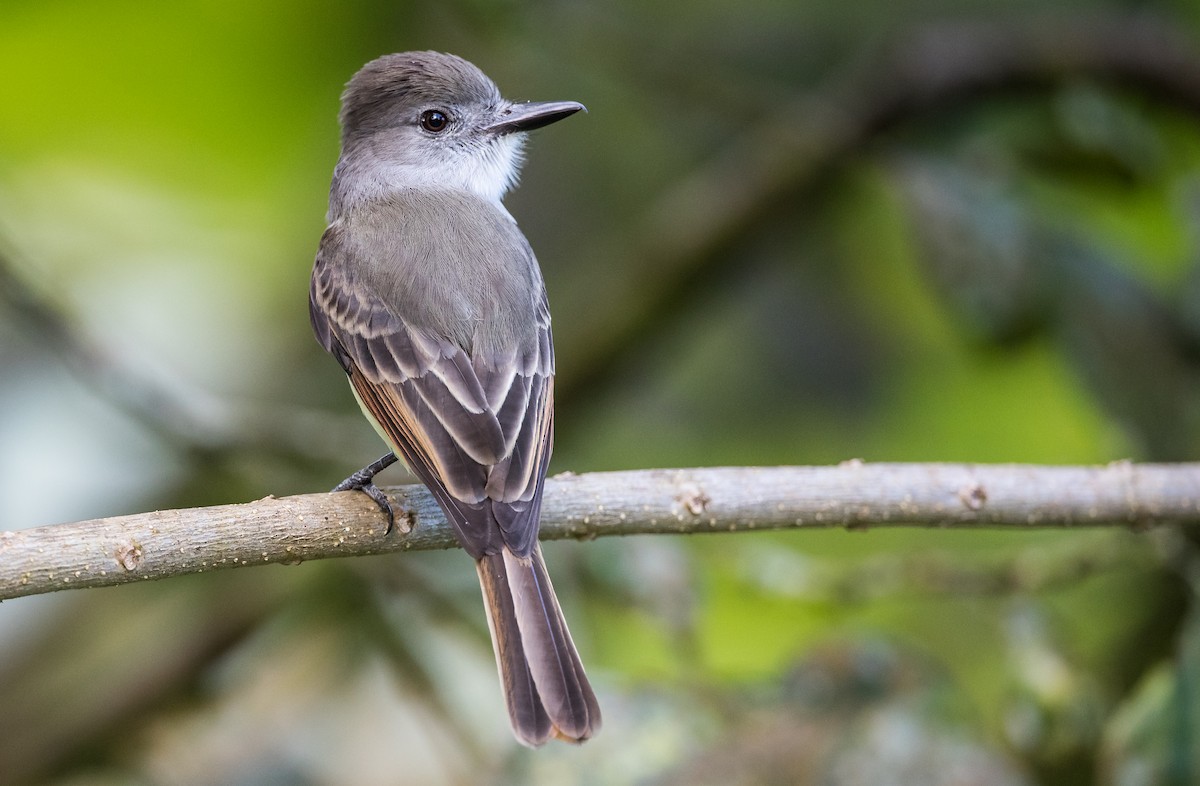 Lesser Antillean Flycatcher - Blake Matheson