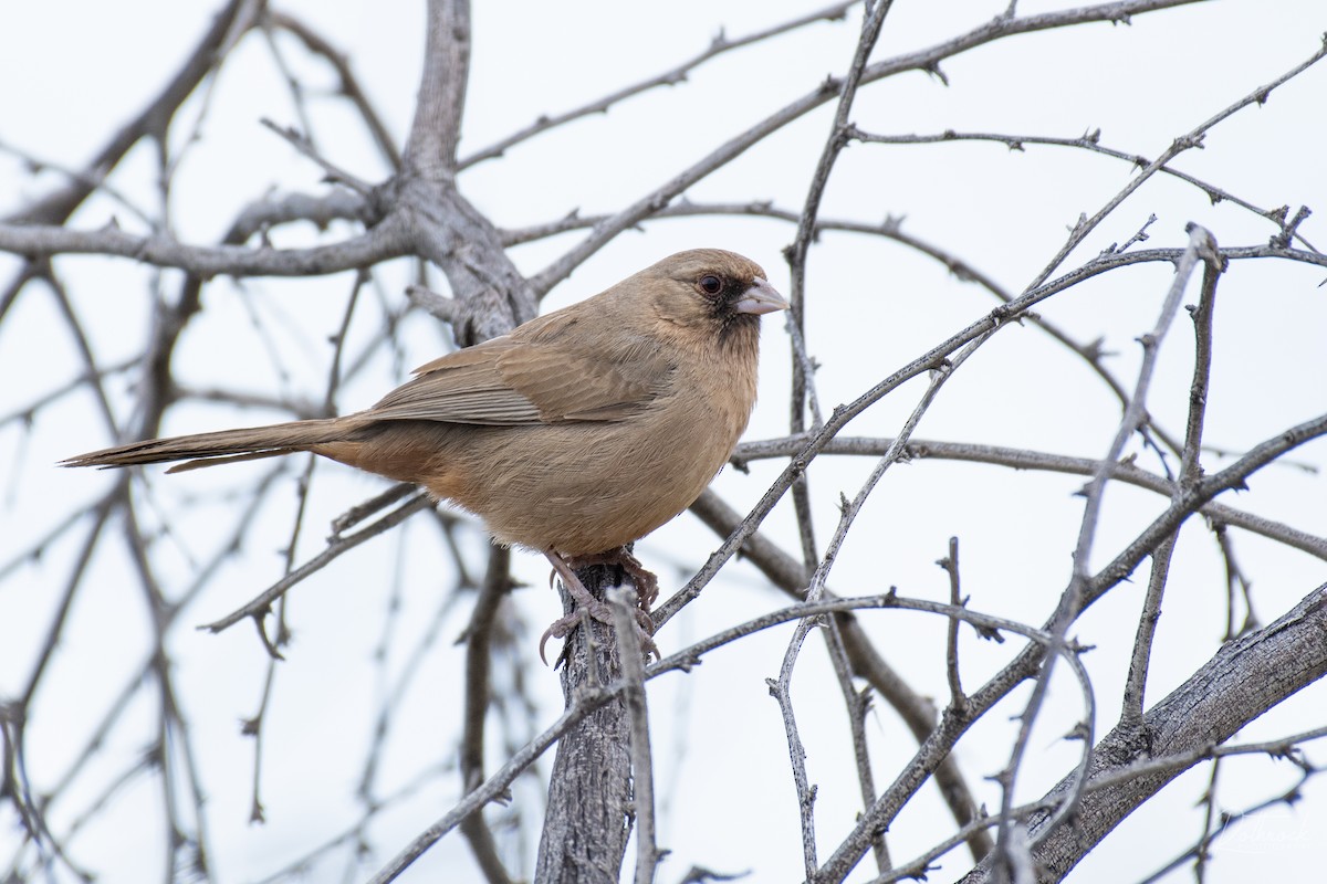 Abert's Towhee - ML214233641