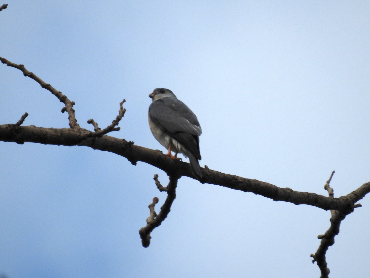 Chinese Sparrowhawk - ML214233721