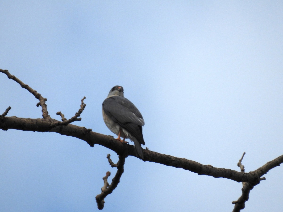 Chinese Sparrowhawk - ML214233841