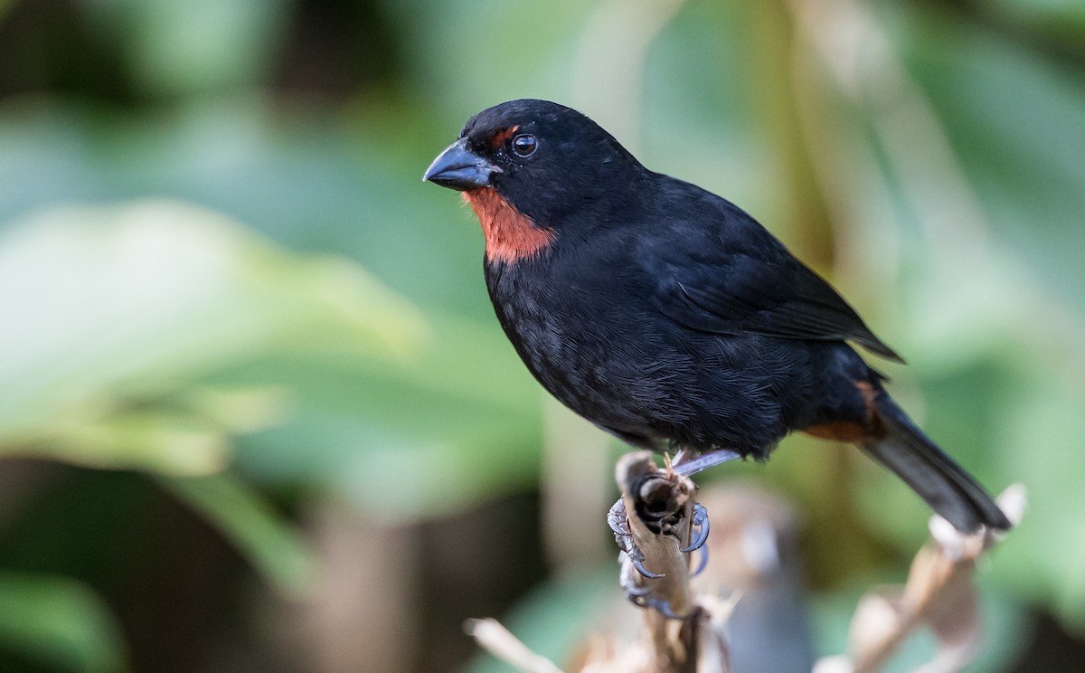Lesser Antillean Bullfinch - Blake Matheson