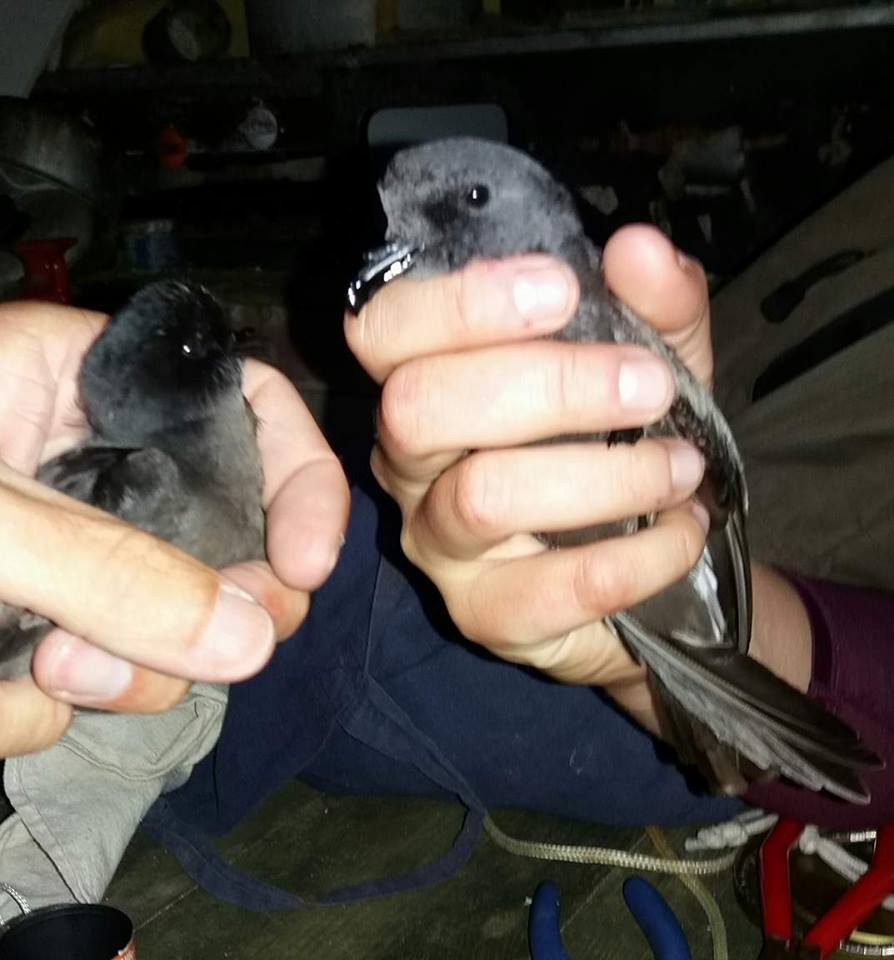 Leach's Storm-Petrel - ML214236121