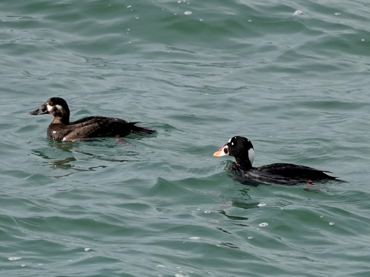 Surf Scoter - ML214238601