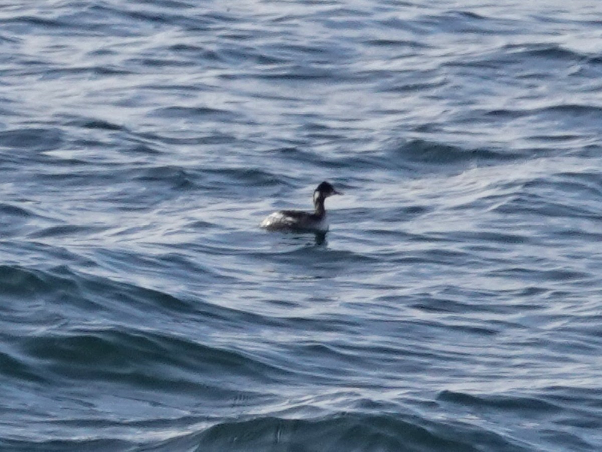 Eared Grebe - ML214238811