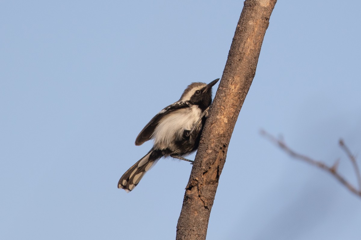 Northern White-fringed Antwren - ML214239541