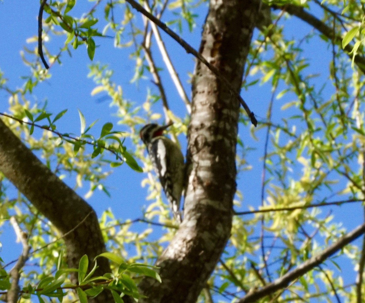 Red-naped Sapsucker - ML214241901