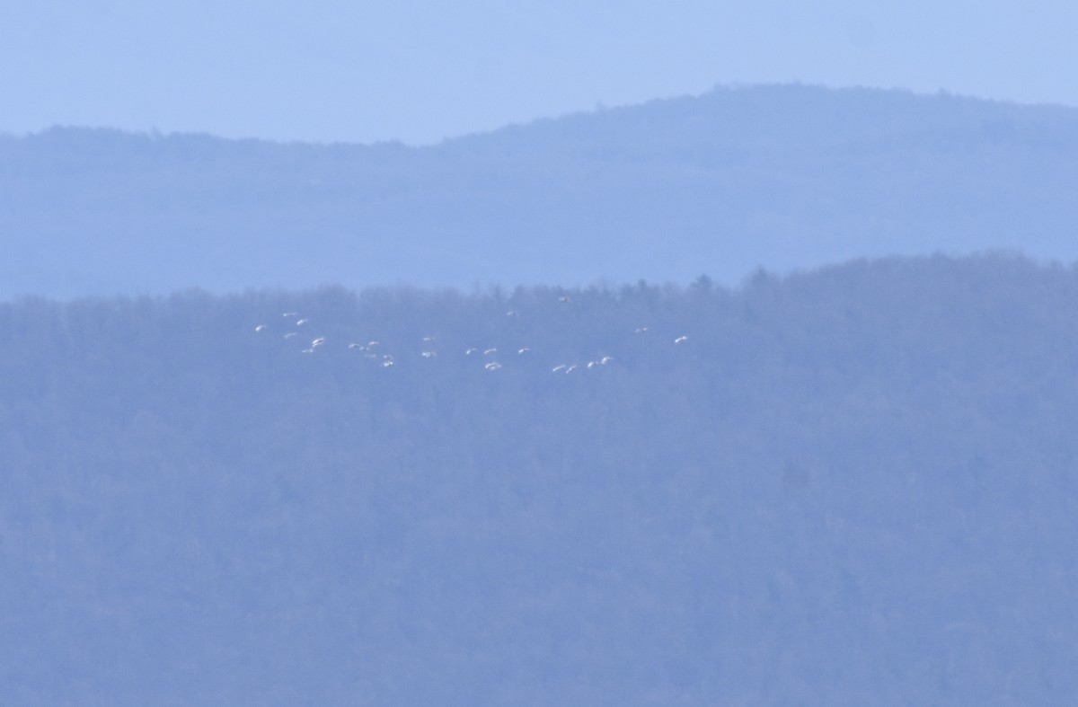 Tundra Swan - ML214242851