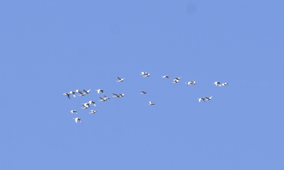 Tundra Swan - ML214242951