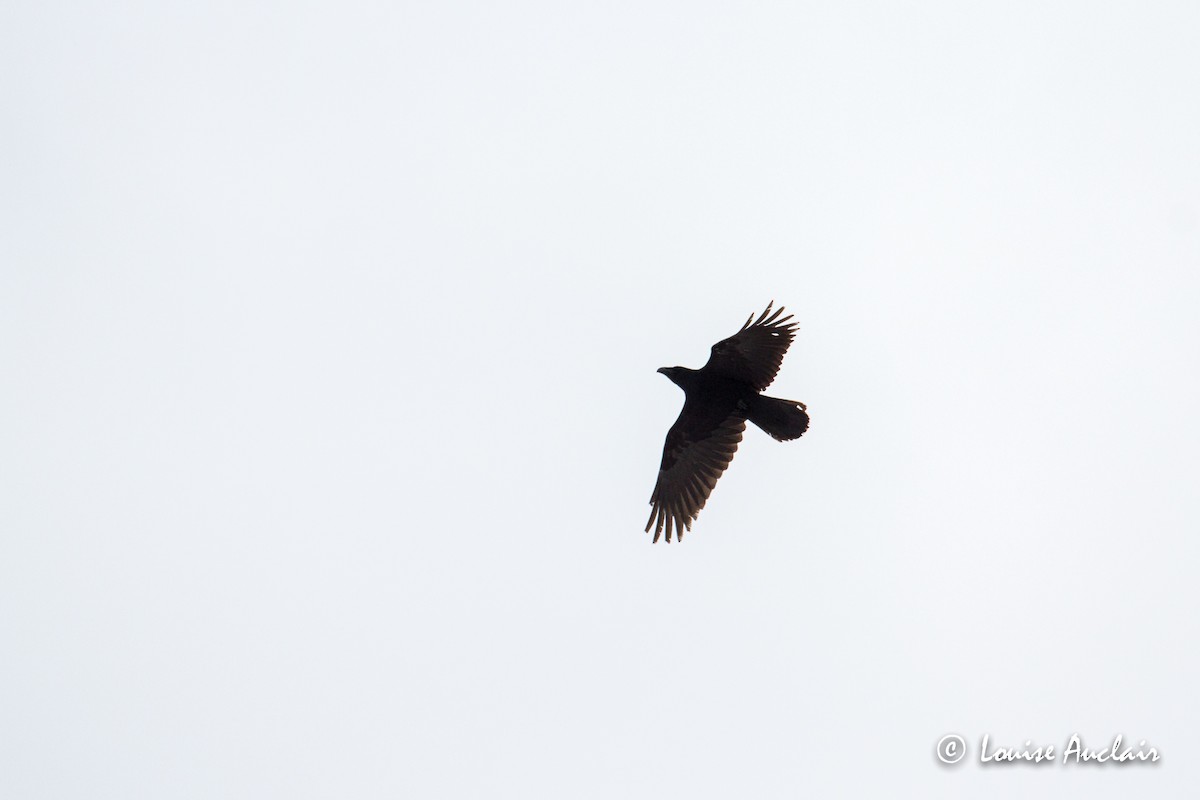 Common Raven - ML214244971