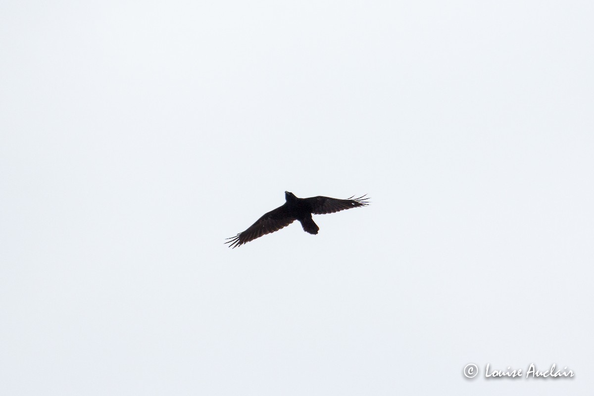 Common Raven - ML214244981