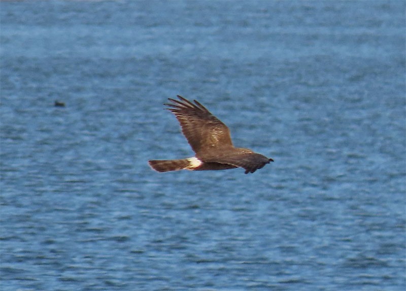 Aguilucho de Hudson - ML214245221