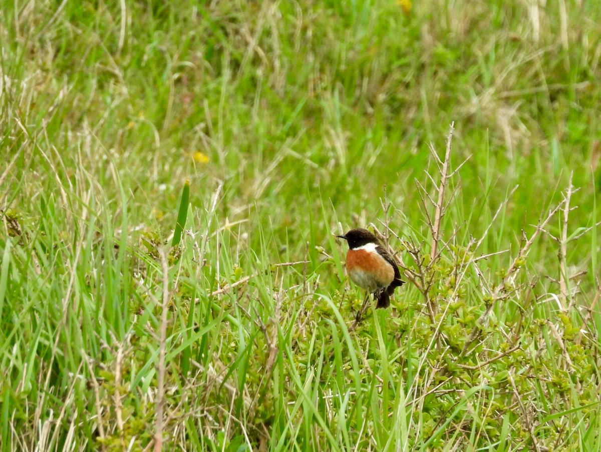 European Stonechat - ML214246661