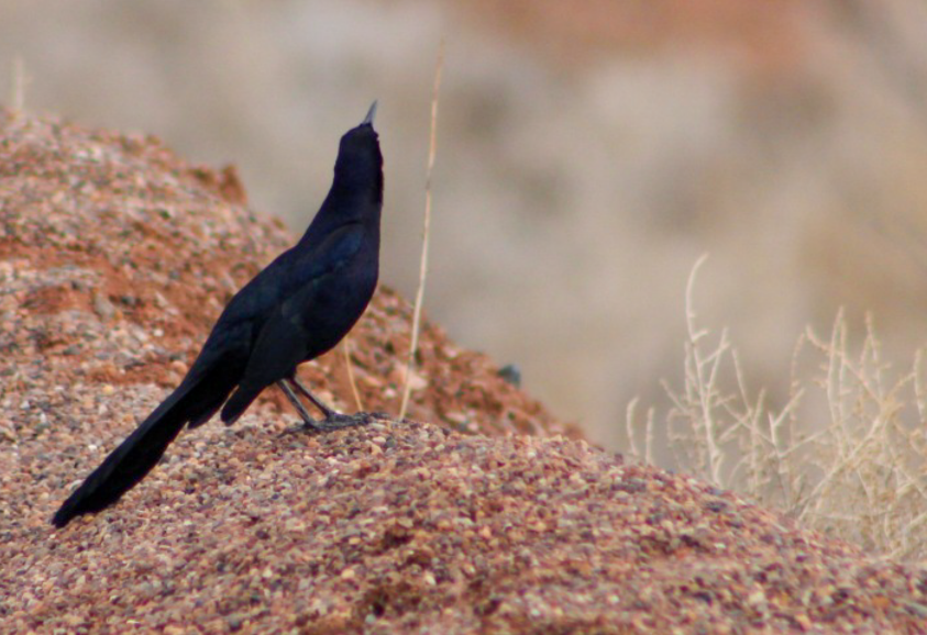 Great-tailed Grackle - ML214247331