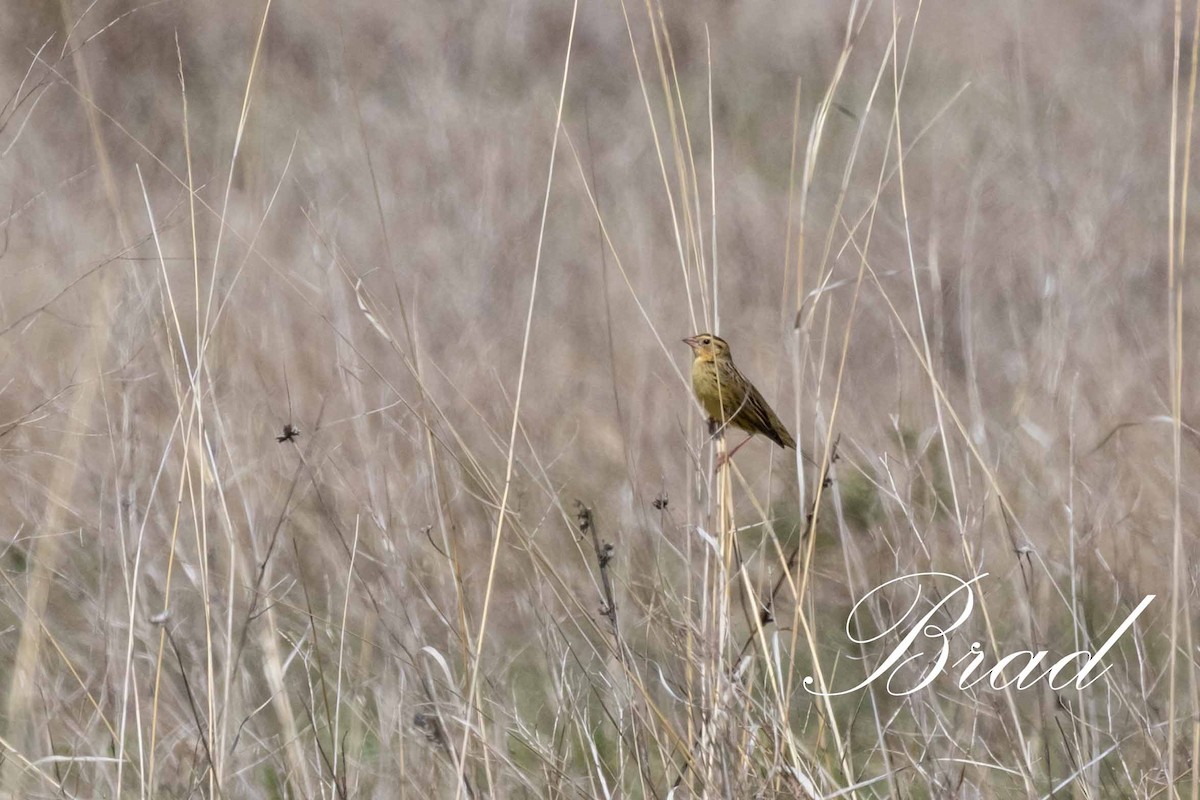 Bobolink - ML214247351