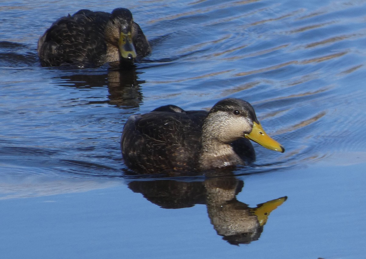 American Black Duck - ML214247771