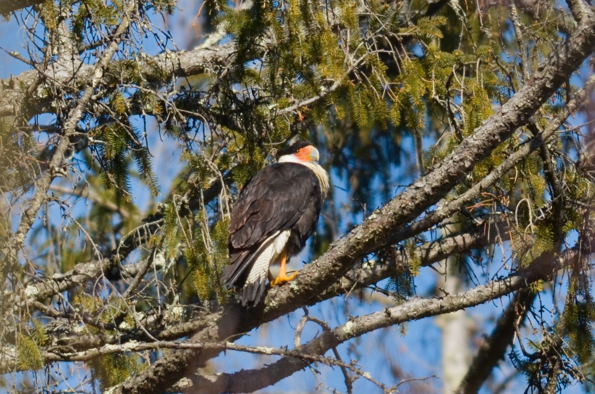 Crested Caracara (Northern) - ML214248081