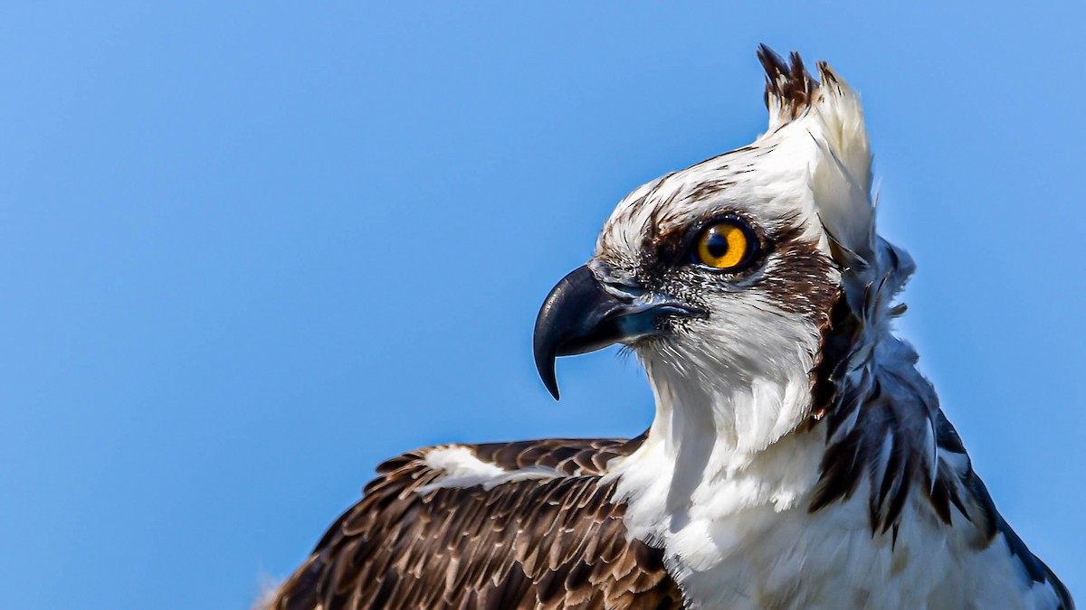 Osprey - Braulio Castillo