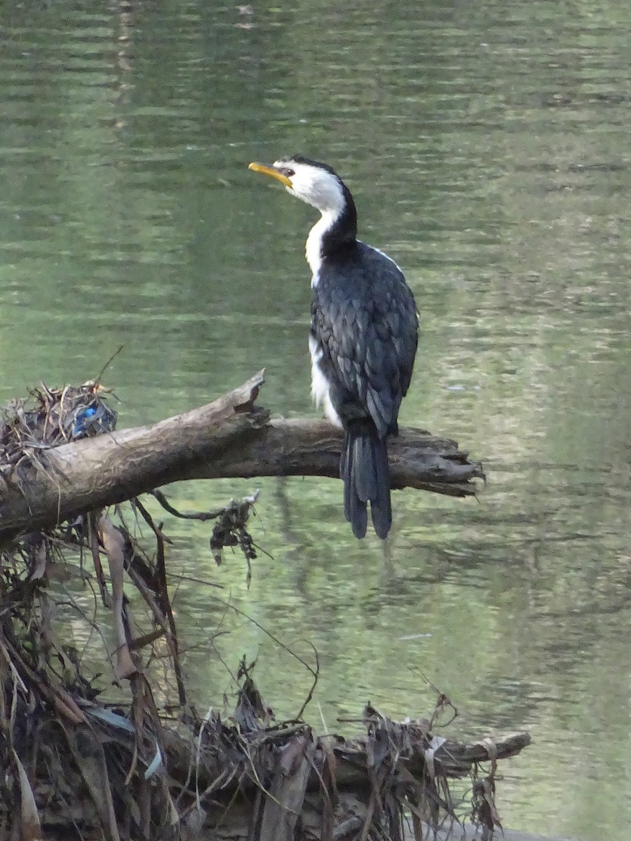 Little Pied Cormorant - ML214250871