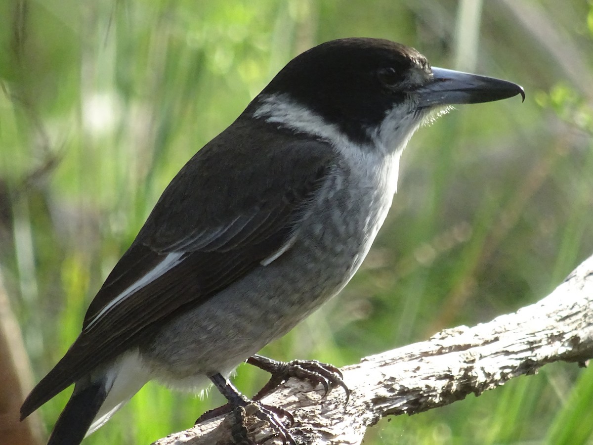 Gray Butcherbird - ML214250911