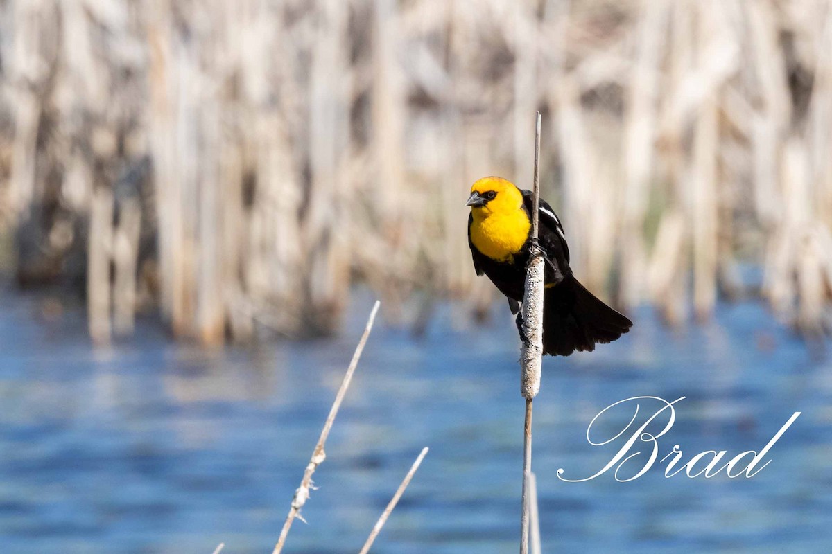 Brillenstärling - ML214252881