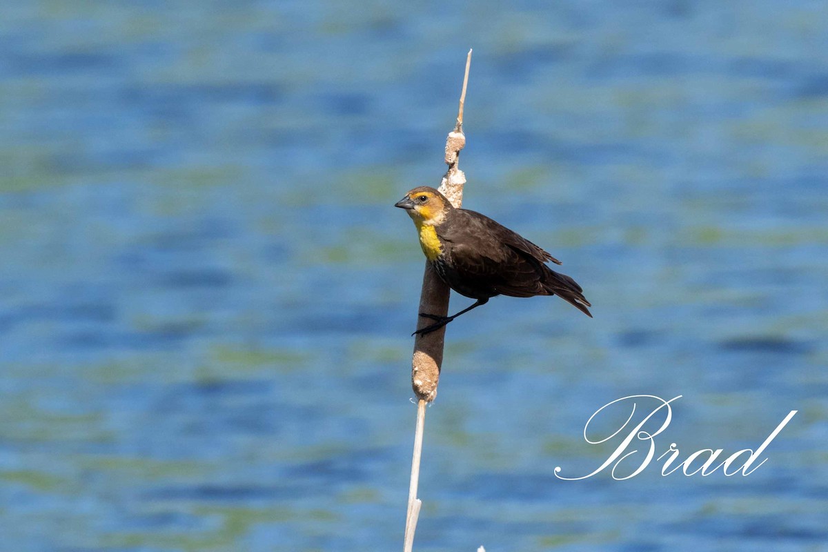 Brillenstärling - ML214252891