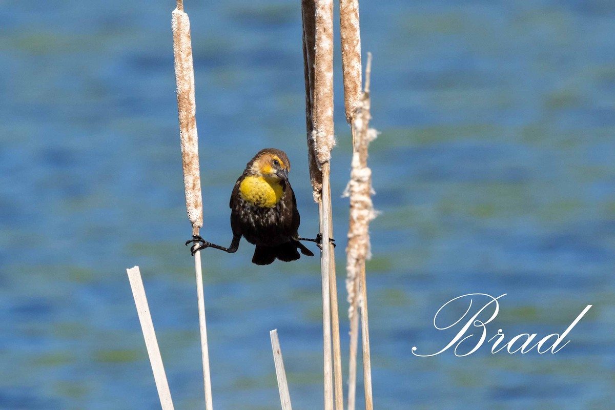 Brillenstärling - ML214252901