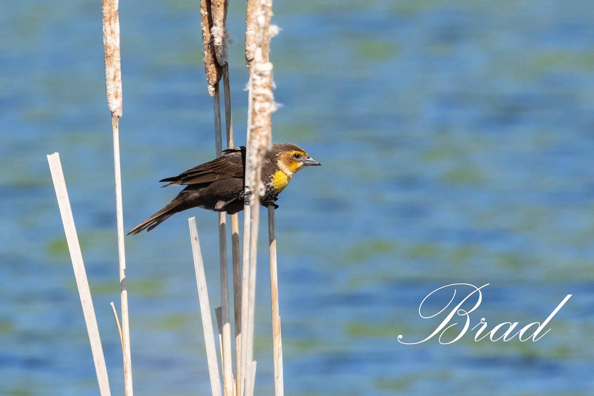 Brillenstärling - ML214252911